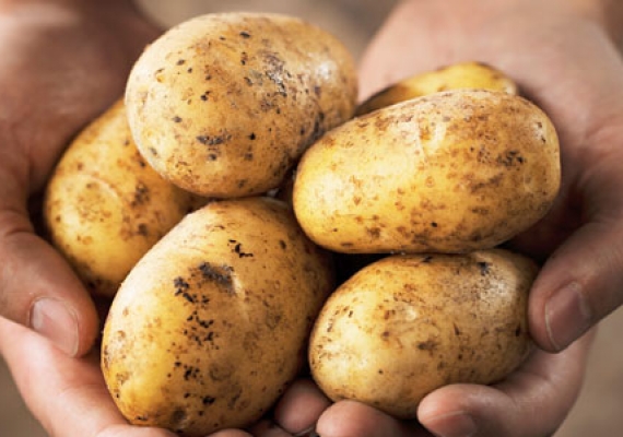 Kiek ir kokias bulves valgyti, kad nesustorėtumėte