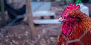 Penki dalykai, kuriuos reikia žinoti apie paukščių gripą