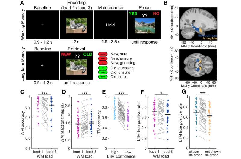 Eksperimentinis planavimas ir elgesio analizė. Kreditas: Neuron (2024). DOI: 10.1016/j.neuron.2024.09.013 Darbinės atminties priežiūra ir ilgalaikės atminties kodavimas galėtų būti palaikomi naudojant bendrą vieno neurono mechanizmą