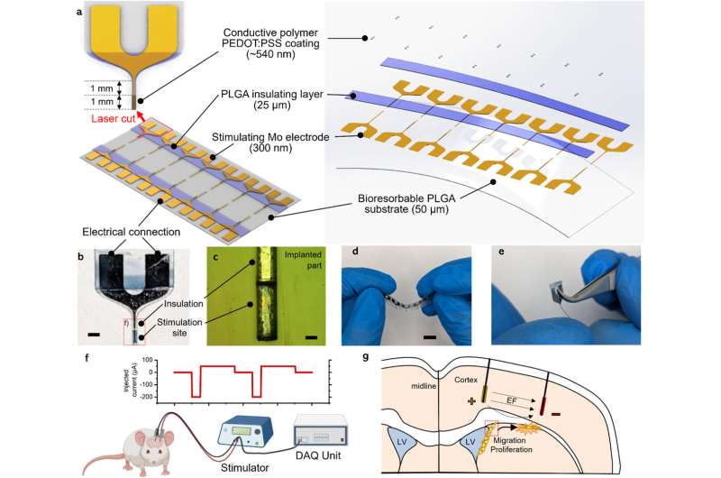 Biologiškai skaidomo elektrodo smegenų stimuliavimui projektavimas ir gamyba. Autoriai: Biomedžiagos (2024). DOI: 10.1016/j.biomaterials.2024.122957 Bioinžinieriai kuria biologiškai skaidomus elektrodus, kurie gali padėti atstatyti pažeistus smegenų audinius