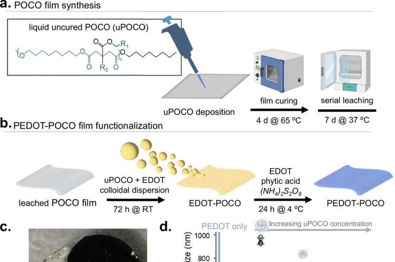 PEDOT-POCO sintezę palengvina elektrostatinė sąveika. Autoriai: Nature Communications (2025). DOI: 10.1038/s41467-024-55401-9 Nauja „pastolių“ biomedžiaga pagerina šlapimo pūslės regeneraciją ir funkciją