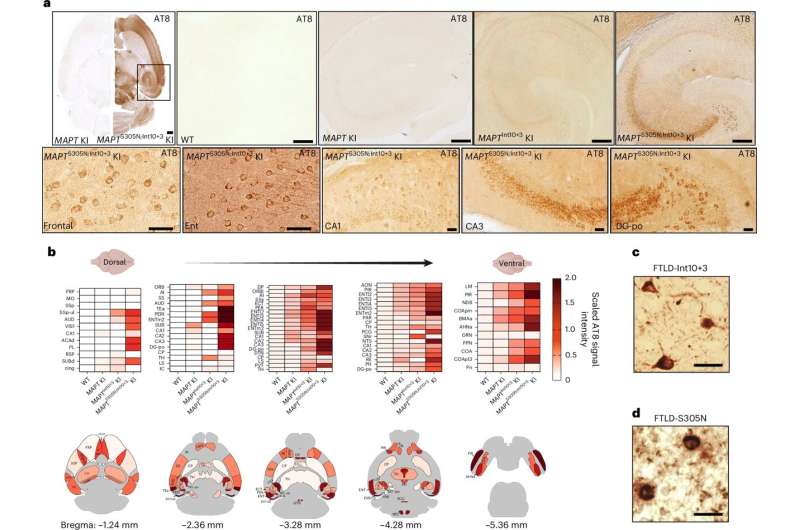 Patologinio tau, aptikto dažant AT8 antikūnus MAPTInt10+3 ir MAPTS305N; Int10+3 pelėse, žemėlapis. Autoriai: Nature Neuroscience (2024). DOI: 10.1038/s41593-024-01829-7 Tyrimas rodo tau hiperfosforilinimo vaidmenį ankstyvose neurodegeneracinių ligų stadijose