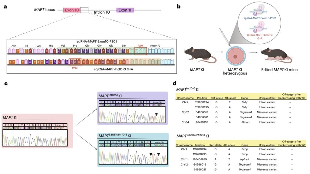 Genetiškai modifikuotos pelės užsimena apie ankstyvą tau hiperfosforilinimo vaidmenį neurodegeneracinėse ligose