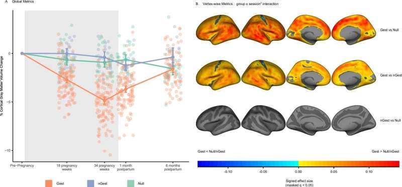 Išilginė žievės pilkosios medžiagos tūrio trajektorija nėštumo metu ir po gimdymo (N = 179). Autoriai: Nature Communications (2025). DOI: 10.1038/s41467-025-55830-0 Tyrimo duomenimis, 94% pilkosios medžiagos motinų smegenyse nėštumo metu pakinta