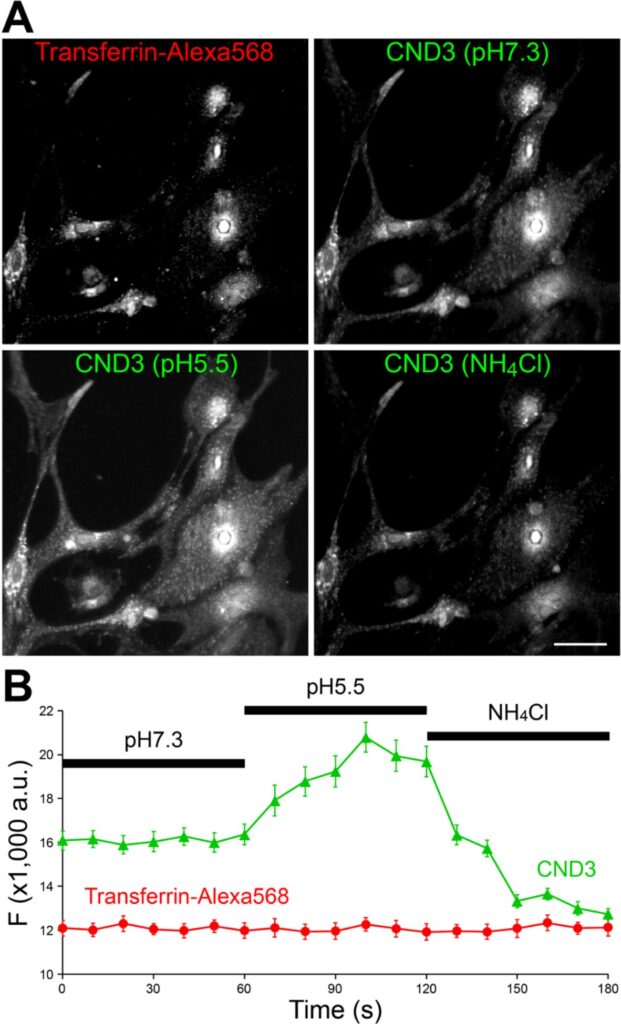 Fluorescenciniai zondai apšviečia cholesterolio ir Alzheimerio tyrimus