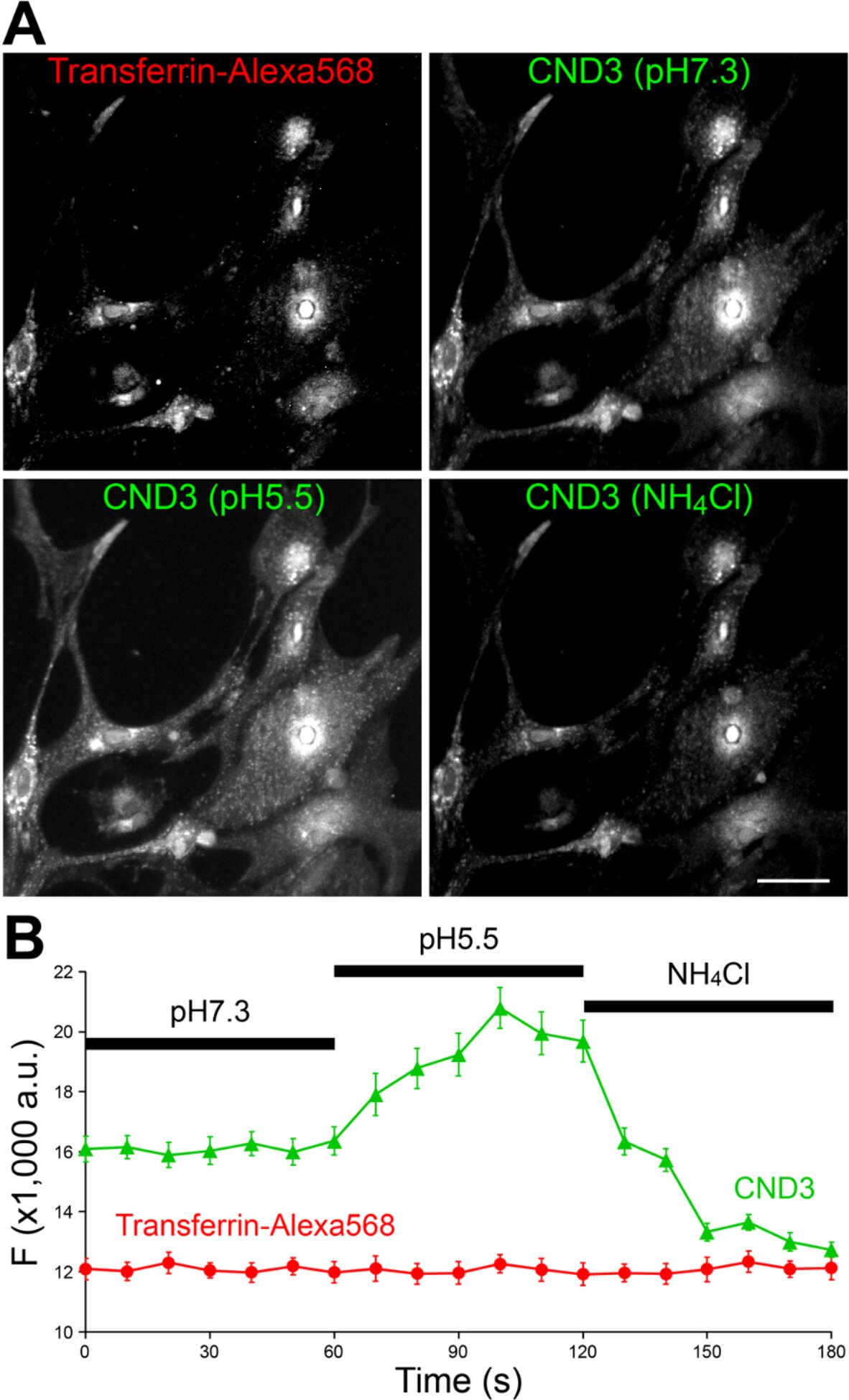Fluorescenciniai zondai apšviečia cholesterolio ir Alzheimerio tyrimus