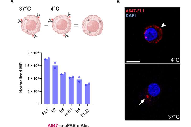 Anti-uPAR mAb įsisavinimas ląstelėse uPAR teigiamose U937 ląstelėse. Autoriai: Mokslo pažanga (2025). DOI: 10.1126/sciadv.adq0513 Gali būti pradėtas naujas veiksmingas mirtino kasos vėžio gydymas