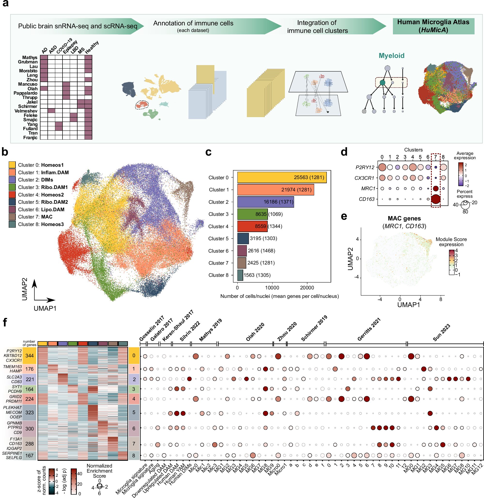 Naujasis „Human Microglia Atlas“ suteikia įžvalgų apie imuninių ląstelių vaidmenį neurodegeneracinėse ligose