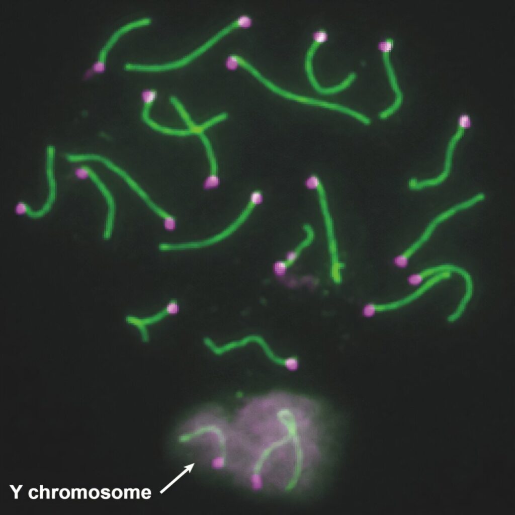 Nustatydami Y chromosomų genų vaidmenį vyrų vaisingumui pelėms