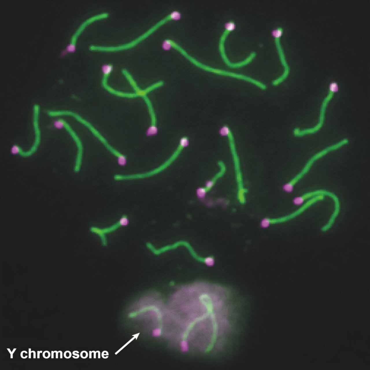 Nustatydami Y chromosomų genų vaidmenį vyrų vaisingumui pelėms