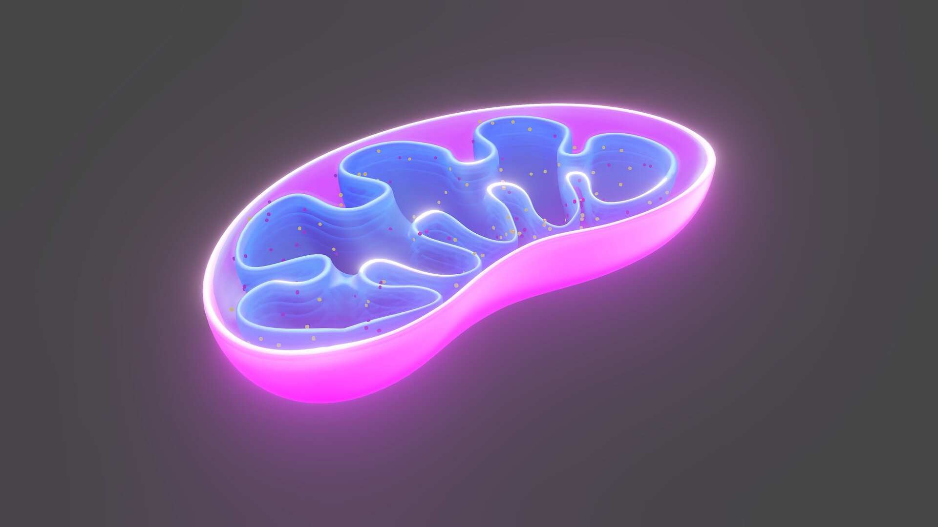 Mitochondrijos gali būti perspektyvus uždegiminių ligų gydymo tikslas