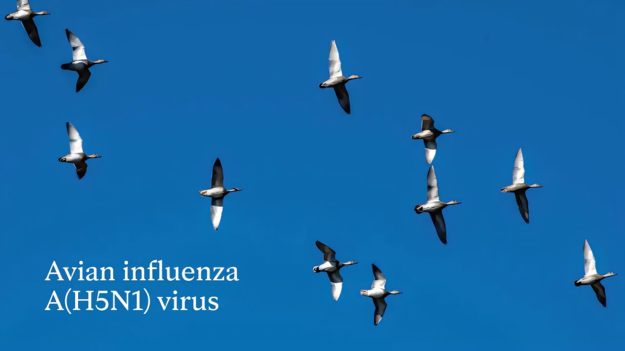 H5N1 paukščių gripo infekcijos ir toliau auga