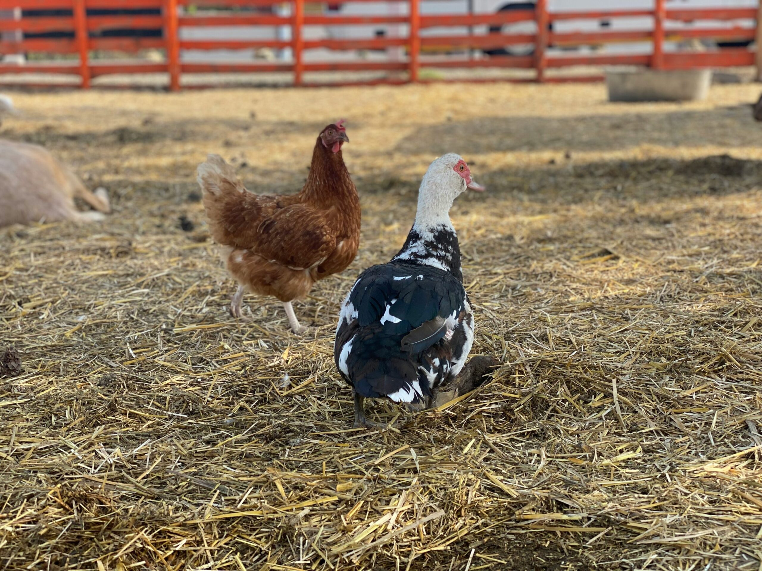 Ar H5N9 paukščių gripas kelia grėsmę žmonėms?