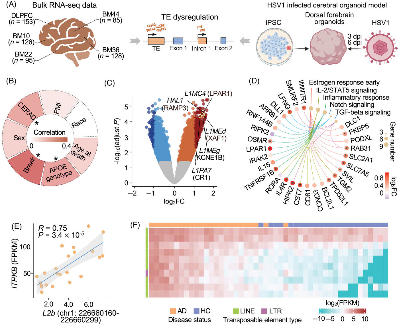 Herpes virusai gali prisidėti prie Alzheimerio ligos perpirkinamus elementus