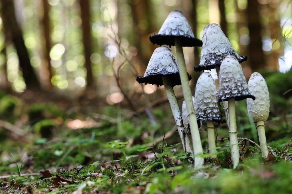 Ar psilocibinas - pagrindinis stebuklingų grybų ingredientas -, ar yra raktas į galvos traumų gydymą?