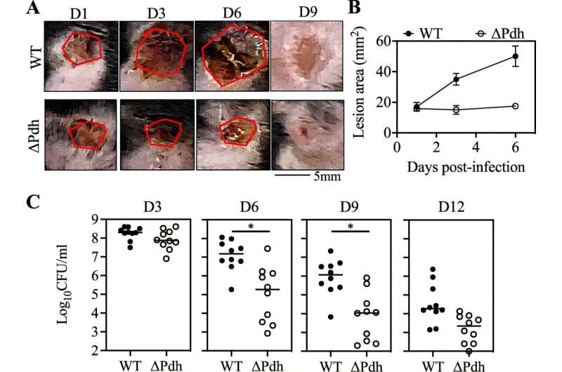 Norint skatinti opos progresavimą ir vėlyvos stadijos infekciją, reikia PDH. Kreditas: „Nature Communications“ (2025). Doi: 10.1038/s41467-025-57348-x Naujoje strategijoje naudojamas inhibitorius, siekiant sumažinti audinių pažeidimus, susijusius su kūnu valgančiomis bakterijomis