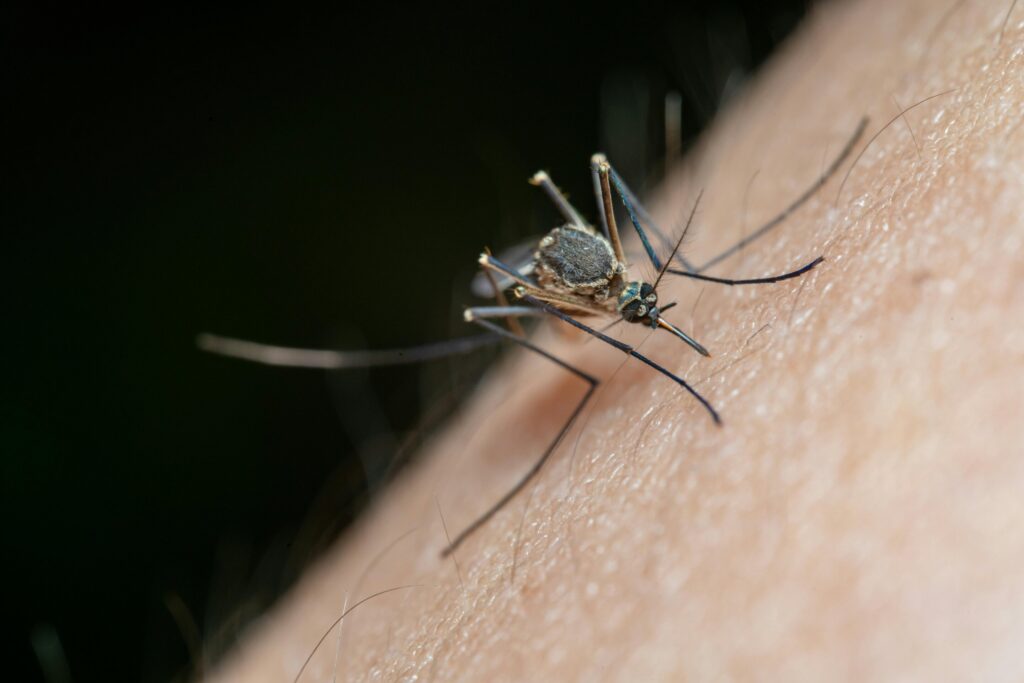 Mosquito Plaukta Chikungunya žudo du Prancūzijos La Reunione