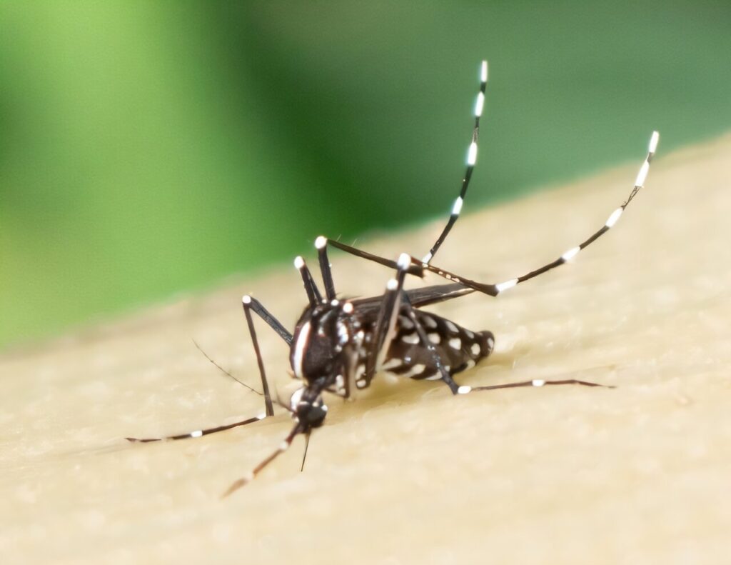 Kaip „Zika“ virusas išmuša mūsų imuninę apsaugą