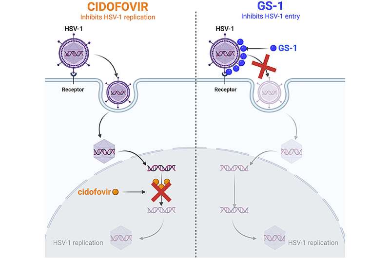 Grafinė santrauka. Kreditas: antivirusiniai tyrimai (2025). Doi: 10.1016/j.antiviRal.2025.106136 Nauja formulė gali sumažinti juostinę pūslelinę, peršalimo skausmą