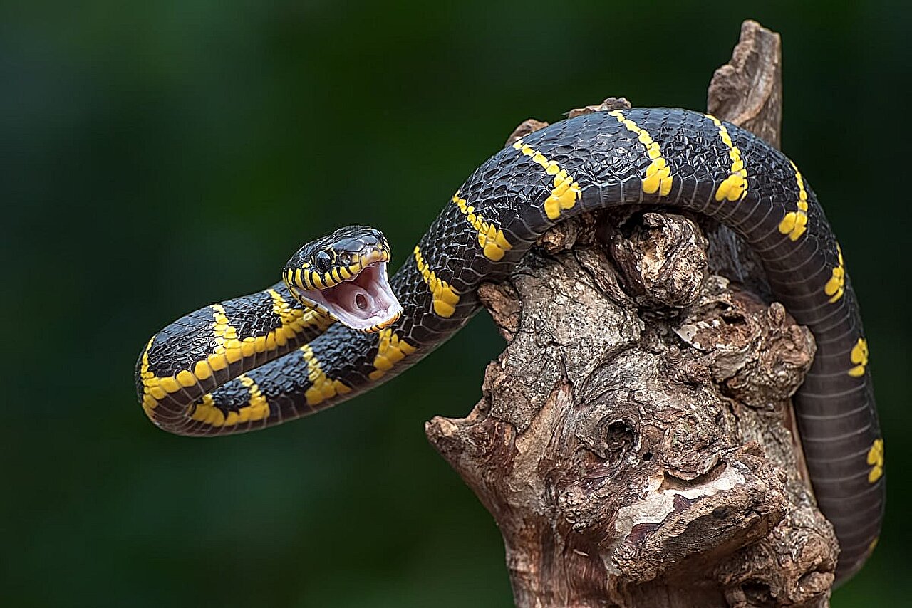 Žmogus, įkandtas gyvatės 200 kartų, gali padėti sukurti naują antivenomą
