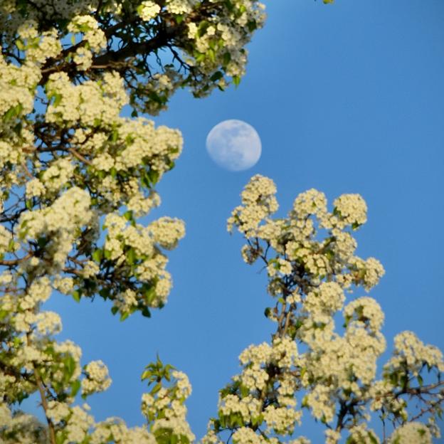 Luna pilna gėlių. 