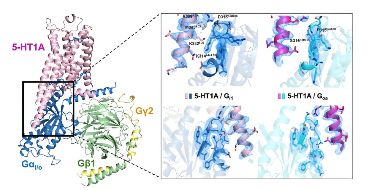 Serotonino receptorių signalizacijos įžvalgos gali paruošti kelią naujos kartos psichinės sveikatos vaistams