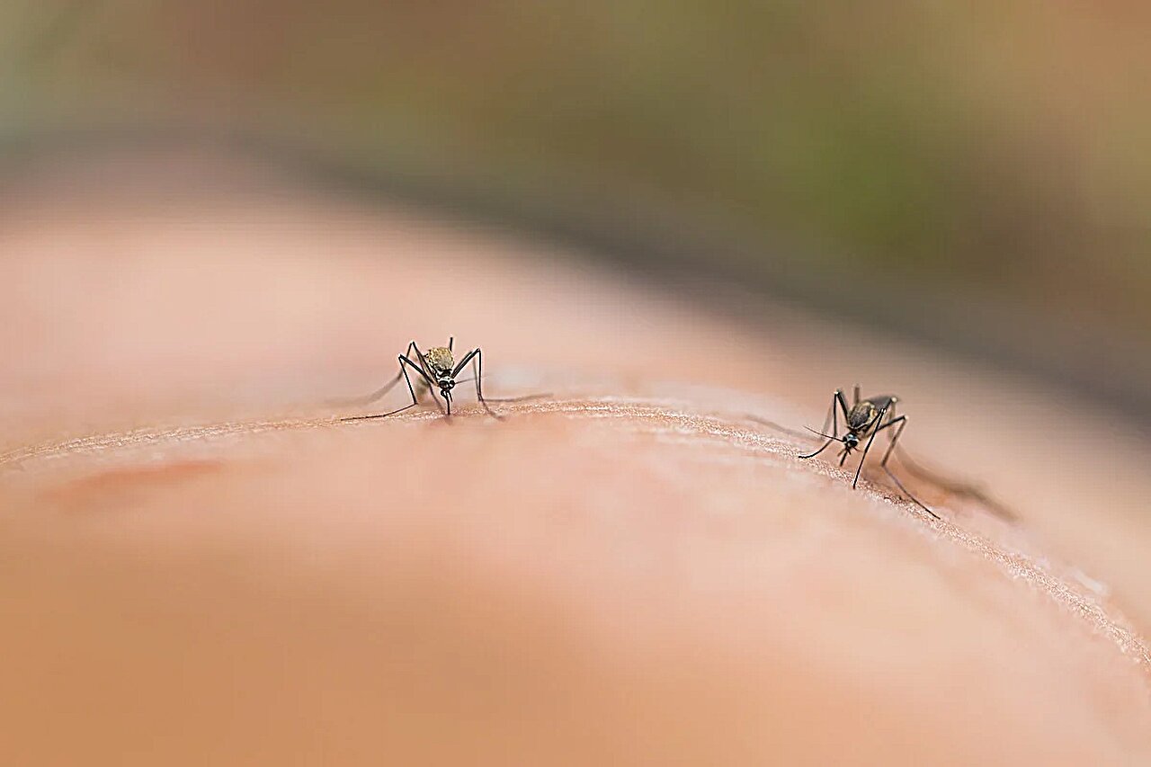 CDC perspėja keliautojus po 8000 ir daugiau Chikungunya atvejų, apie kuriuos pranešta Kinijoje