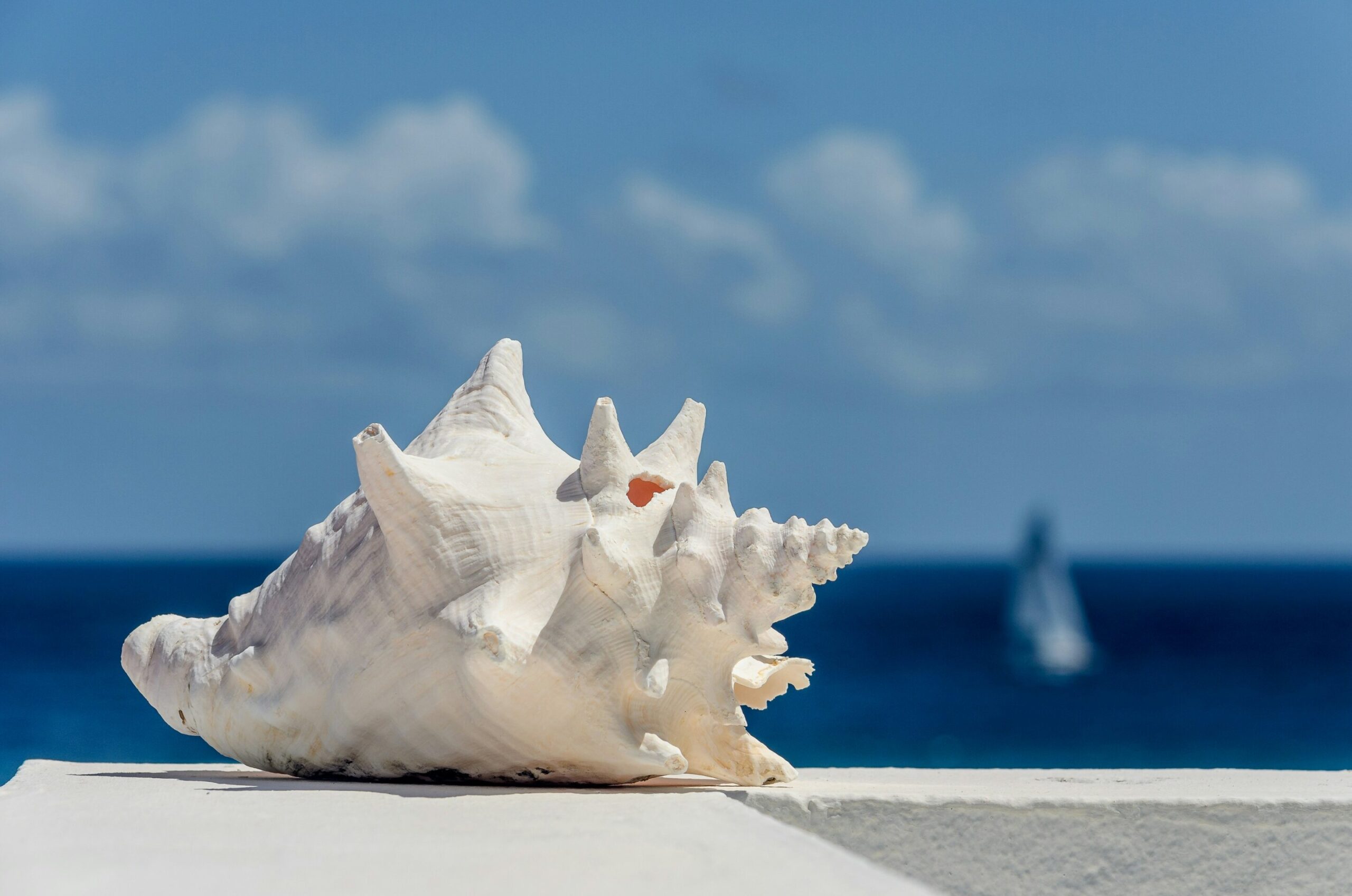 Senovės praktika pučia per „Conch Shell“ galėtų padėti gydyti pavojingą knarkimo būklę
