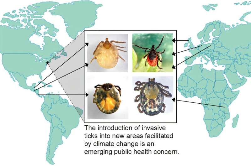 Grafinė santrauka. Kreditas: „Iscience“ (2025). Doi: 10.1016/j.isci.2025.113223 Egzotiškos erkės keliauja į JAV keliautojus, keliantiems keliautojams, keliantiems visuomenės sveikatos problemas