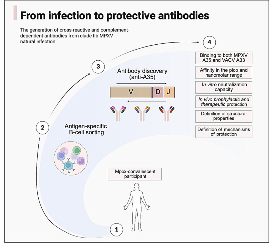 Trys stiprūs žmogaus antikūnai nuo MPOX pavaiko kelio naujiems apsauginiams gydymams