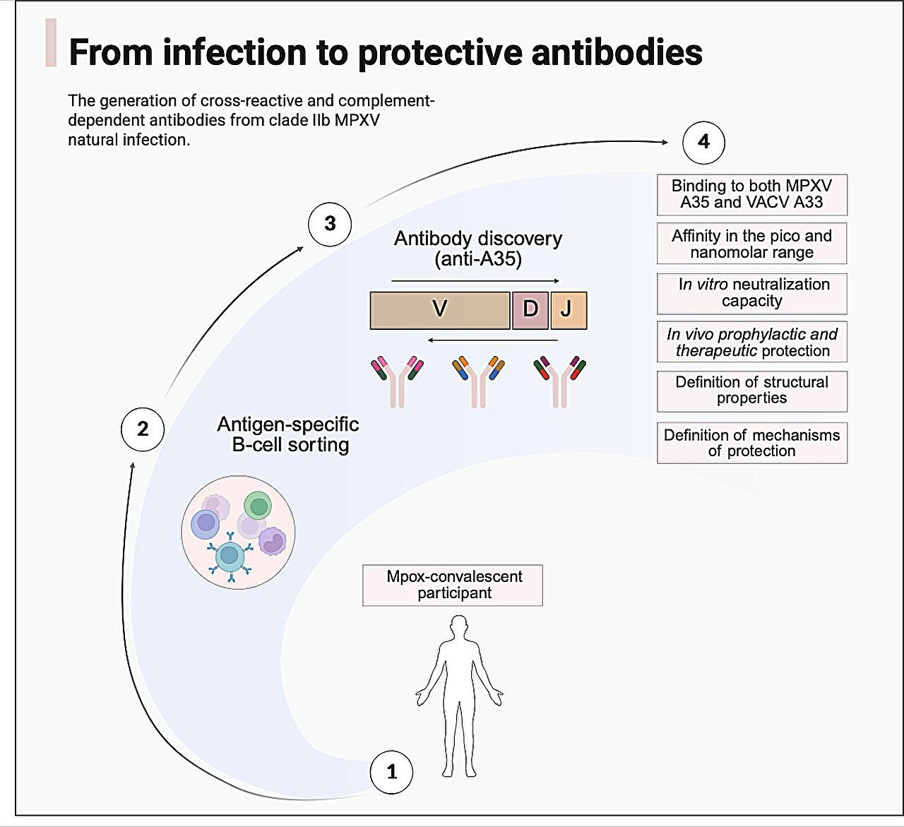 Trys stiprūs žmogaus antikūnai nuo MPOX pavaiko kelio naujiems apsauginiams gydymams