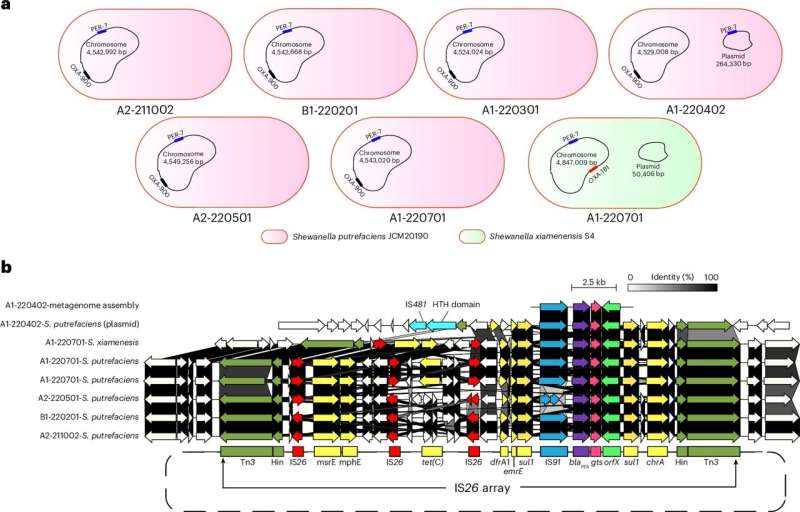 Blaperio buvimas Shewanella izoliatuose, gautuose iš skirtingų nuotekų mėginių. Kreditas: gamtos vanduo (2025). Doi: 10.1038/s44221-025-00446-3 Nuotekų stebėjimo seka atsparumo antibiotikams plitimas