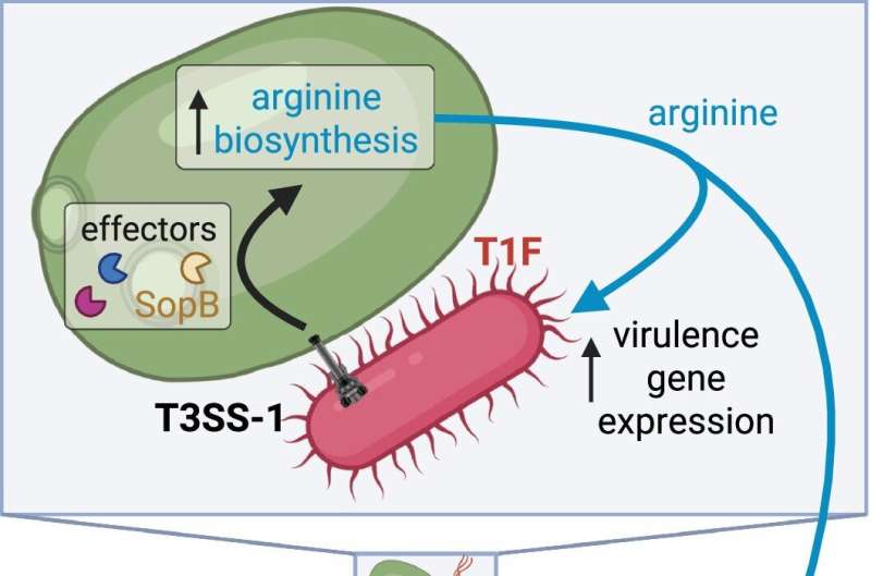 Siūlomas Salmonella, C. albicans ir šeimininko sąveikos modelis infekcijos metu. Kreditas: Gamta (2025). Doi: 10.1038/s41586-025-09415-y Patologinė Salmonella ir mielių partnerystė