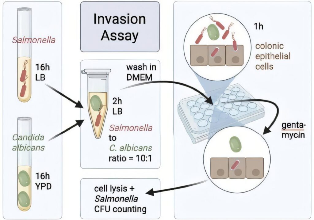 Patologinė Salmonella ir mielių partnerystė žarnyne