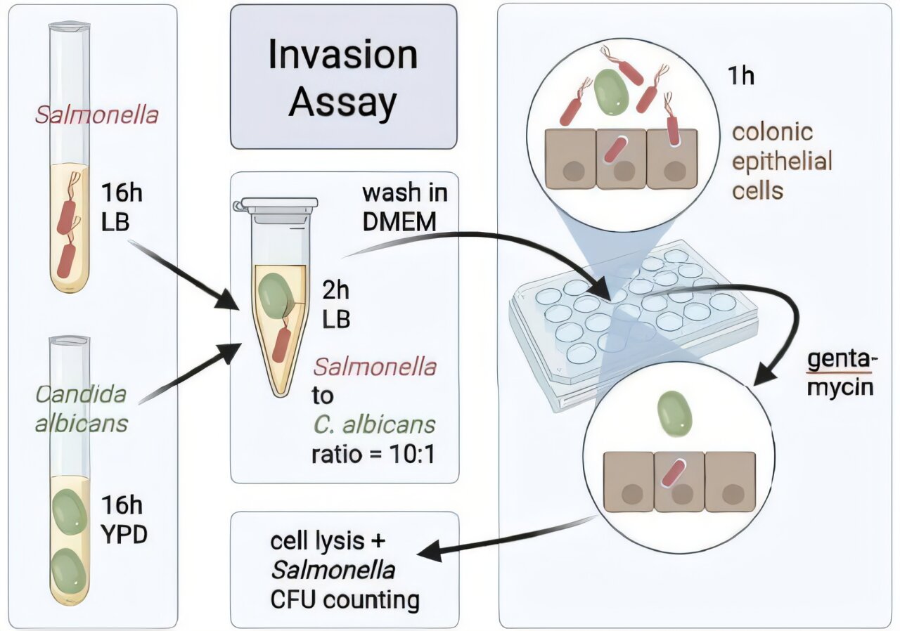 Patologinė Salmonella ir mielių partnerystė žarnyne