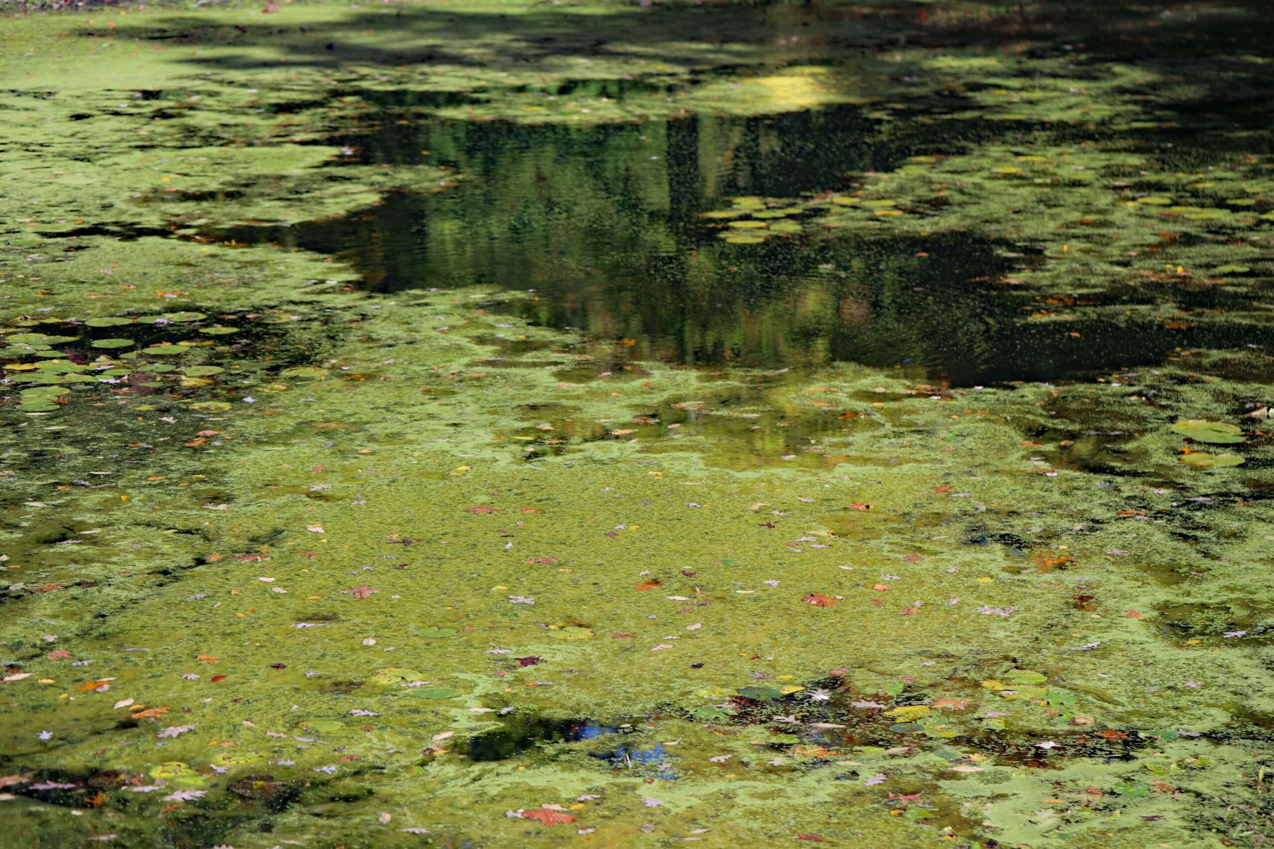 Indijos perspėjimas apie sveikatą po „smegenų valgymo“ ameba kilimo
