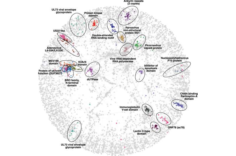 Funkciškai anotuotas virusinių baltymų struktūros panašumo tinklas. Kreditas: molekulinių sistemų biologija (2025). Doi: 10.1038/s44320-025-00147-9 Mokslininkai pradeda išsamiausią pasaulyje žmogaus viruso baltymų duomenų bazę
