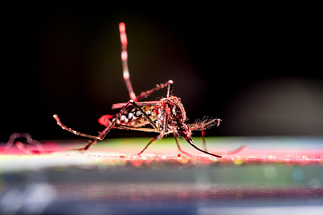 86 Chikungunya protrūkių tyrimas atskleidžia nenuspėjamumą pagal dydį ir sunkumą