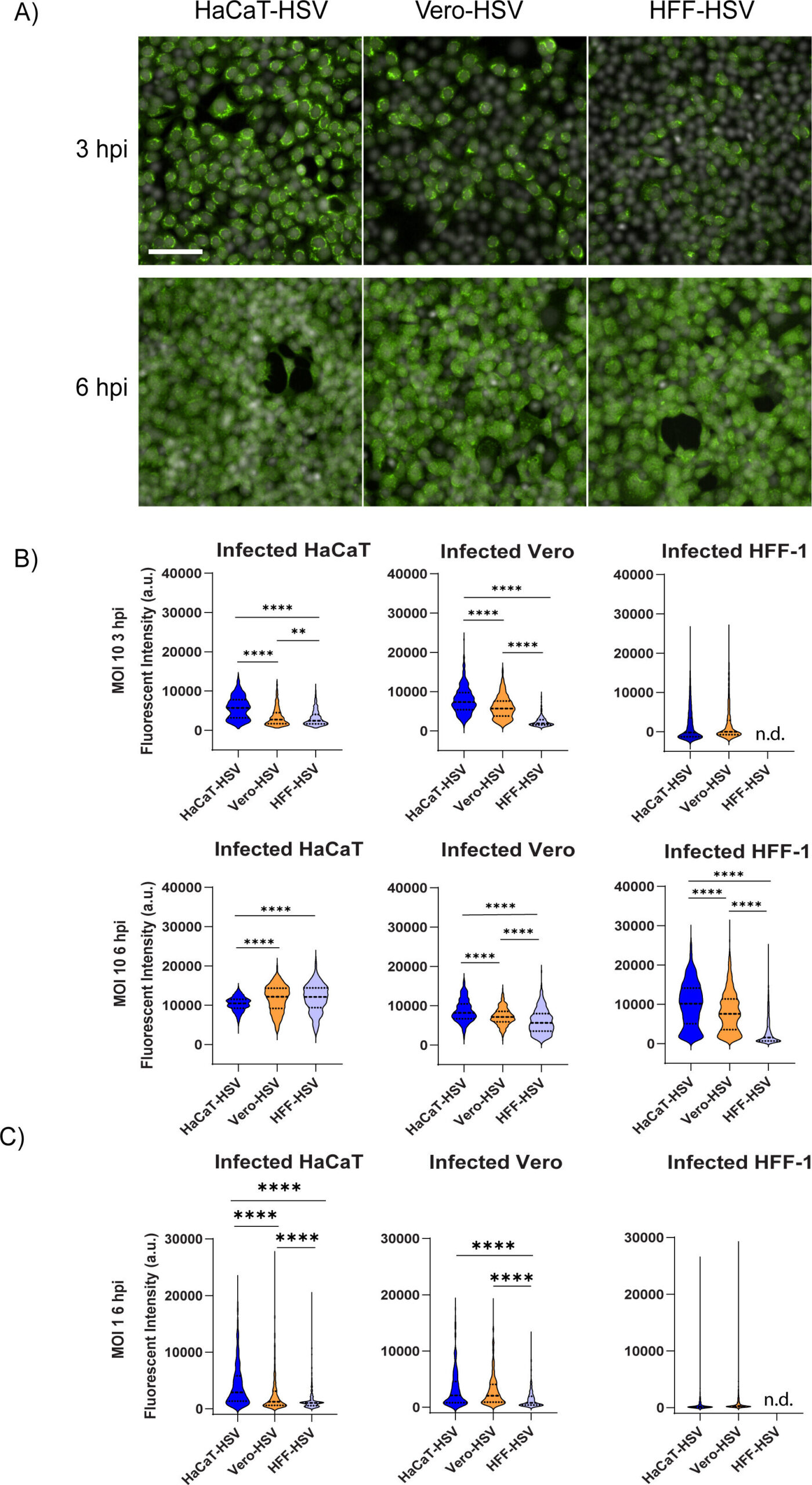 Herpes virusai, auginami iš skirtingų ląstelių linijų, pasižymi skirtingomis biologinėmis savybėmis, tyrimai atskleidžia