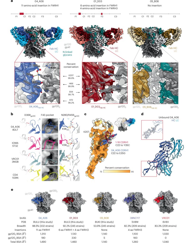 Antikūnas atrado, kad neutralizacijos tyrimuose blokuojami beveik visi žinomi ŽIV variantai