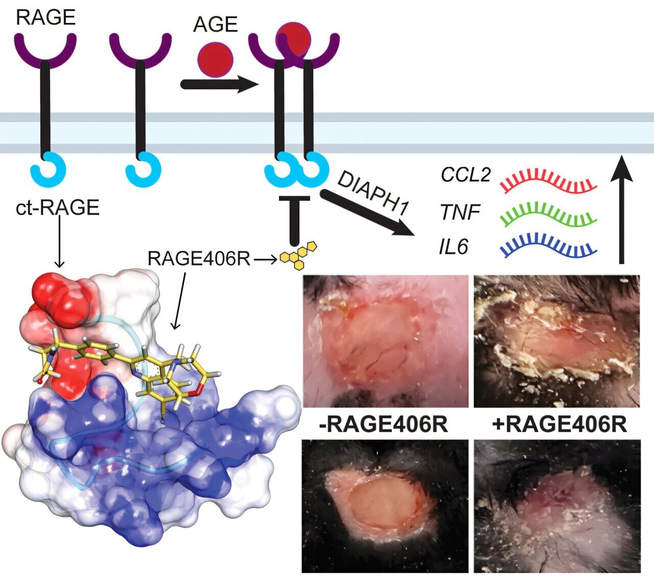 Chemikai kuria kandidatinį vaistą nuo diabeto