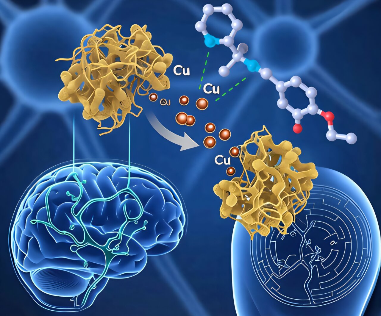 Cheminis junginys turi potencialą prieš Alzheimerio ligą | Medicina visiems