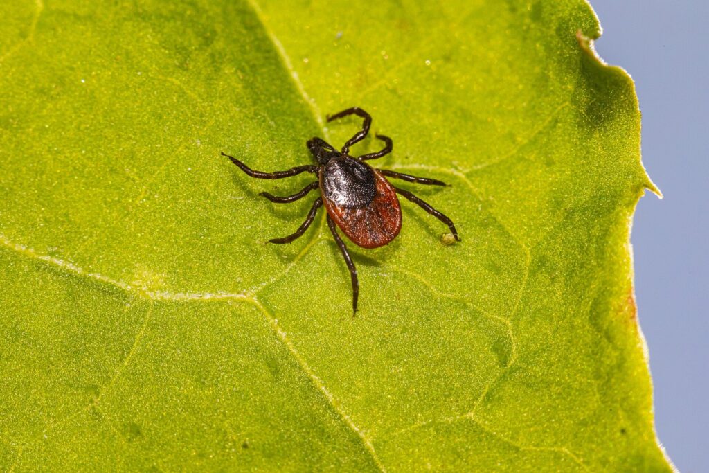 Molekulinis tyrimas leistų tiksliau diagnozuoti Laimo ligą