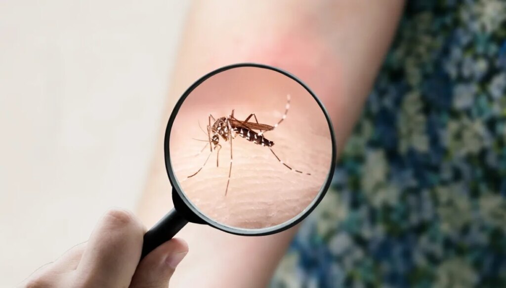 Chikunguya virusas, pavojaus signalas auga. Rizikos žemėlapis, taip pat Italijoje: kur jis yra