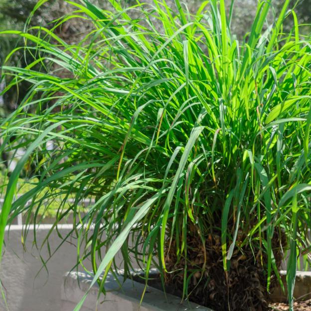 „Citronella“ arba citrinos žolė, anti -Manzite augalas, kuris atnaujina jūsų namus ir yra labai lengvai prižiūrimas