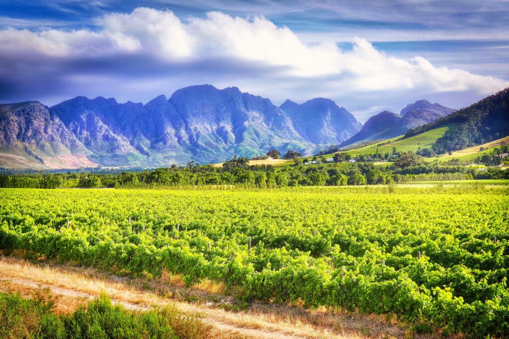 Stellenbosch: safariai, vynas ir šaunūs viešbučiai Afrikos paskirties vietoje