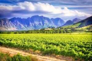 Stellenbosch: safariai, vynas ir šaunūs viešbučiai Afrikos paskirties vietoje