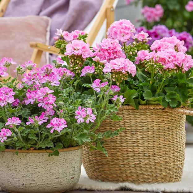 Kaip pasirūpinti savo pelargonijomis - geriausiu gėlių augalu, kad išgąsdintumėte uodus vasarą